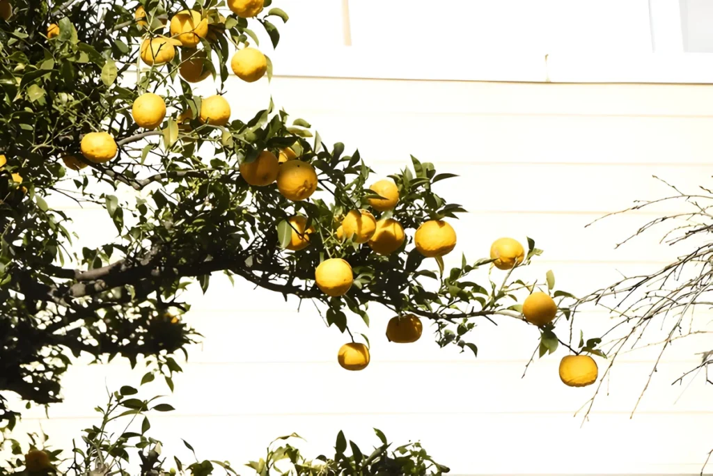 Yuzu fruit tree